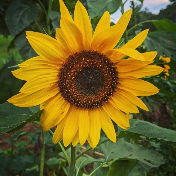 Meet your Posher, Annmarie - Picture 1 of 1